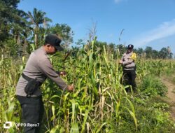 Polsek Bagan Sinembah Intensif Pantau Pertumbuhan Jagung Pipil, Wujud Nyata Dukungan Polri terhadap Ketahanan Pangan Nasional