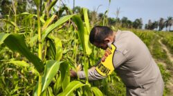 Polsek Bagan Sinembah Intensif Pantau Pertumbuhan Jagung, Wujud Nyata Dukungan Polri terhadap Ketahanan Pangan Nasional