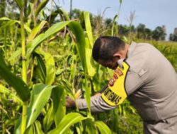 Polsek Bagan Sinembah Intensif Pantau Pertumbuhan Jagung, Wujud Nyata Dukungan Polri terhadap Ketahanan Pangan Nasional