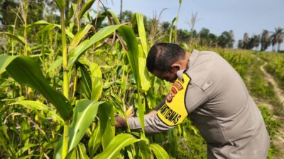 Polsek Bagan Sinembah Intensif Pantau Pertumbuhan Jagung, Wujud Nyata Dukungan Polri terhadap Ketahanan Pangan Nasional