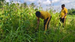 Polsek Bagan Sinembah Optimalkan Program Ketahanan Pangan dengan Monitoring Tanaman Jagung