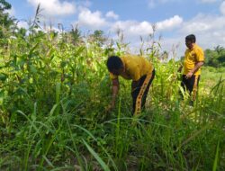 Polsek Bagan Sinembah Optimalkan Program Ketahanan Pangan dengan Monitoring Tanaman Jagung