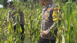 Polsek Bagan Sinembah Intensif Pantau Pertumbuhan Jagung Pipil, Wujud Nyata Dukungan Asta Cita Presiden RI