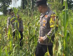 Polsek Bagan Sinembah Intensif Pantau Pertumbuhan Jagung Pipil, Wujud Nyata Dukungan Asta Cita Presiden RI