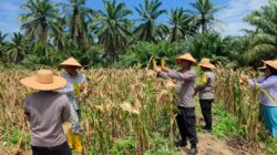 Panen Jagung Binaan Polsek Bagan Sinembah Capai 15 Ton, Perkuat Program Ketahanan Pangan
