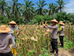 Panen Jagung Binaan Polsek Bagan Sinembah Capai 15 Ton, Perkuat Program Ketahanan Pangan
