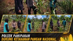 POLSEK PANIPAHAN DUKUNG KETAHANAN PANGAN NASIONAL, KAPOLSEK BERSAMA MASYARAKAT PANTAU LANGSUNG PERTUMBUHAN JAGUNG PIPIL