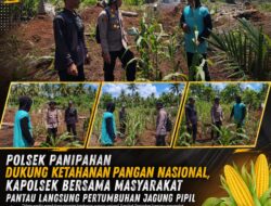 POLSEK PANIPAHAN DUKUNG KETAHANAN PANGAN NASIONAL, KAPOLSEK BERSAMA MASYARAKAT PANTAU LANGSUNG PERTUMBUHAN JAGUNG PIPIL