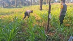 Polsek Bagan Sinembah Perkuat Ketahanan Pangan melalui Pengecekan Tanaman Jagung Pipil