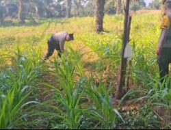 Polsek Bagan Sinembah Perkuat Ketahanan Pangan melalui Pengecekan Tanaman Jagung Pipil