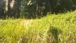 Kelalaian Perawatan Kebun Torgamba Anggaran Ada, Lahan Tetap Tumbuh Rumput Lalang