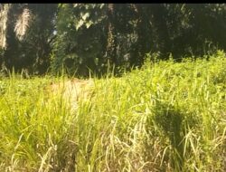 Kelalaian Perawatan Kebun Torgamba Anggaran Ada, Lahan Tetap Tumbuh Rumput Lalang