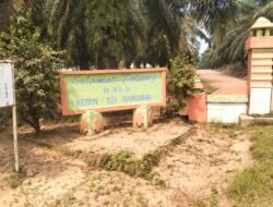 PTPN IV Regional I Bantah Tanaman Sawit Afdeling IV Sei Baruhur Untuk Perawatan Tetap Berjalan Sesuai SOP