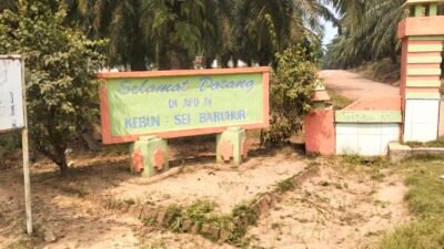 PTPN IV Regional I Bantah Tanaman Sawit Afdeling IV Sei Baruhur Untuk Perawatan Tetap Berjalan Sesuai SOP